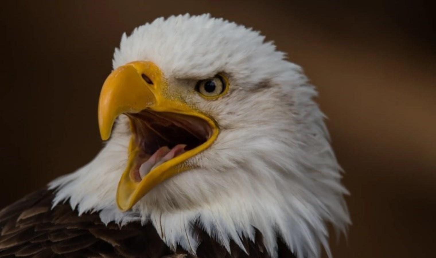 Kel Kartal resmen ABD’nin ulusal kuşu oldu