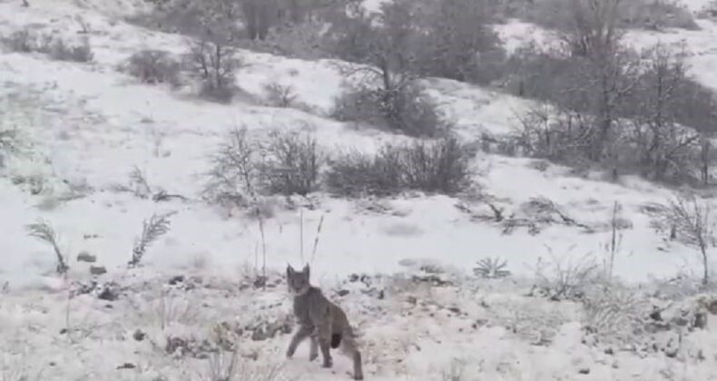 Kırmızı listede yer alan vaşak Erzincan’da görüntülendi!