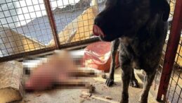 Mamak Barınağı’nda korkunç görüntüler! ‘Köpekler açlıktan birbirlerini yedi’ iddiası…