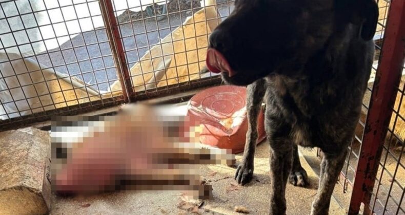 Mamak Barınağı’nda korkunç görüntüler! ‘Köpekler açlıktan birbirlerini yedi’ iddiası…