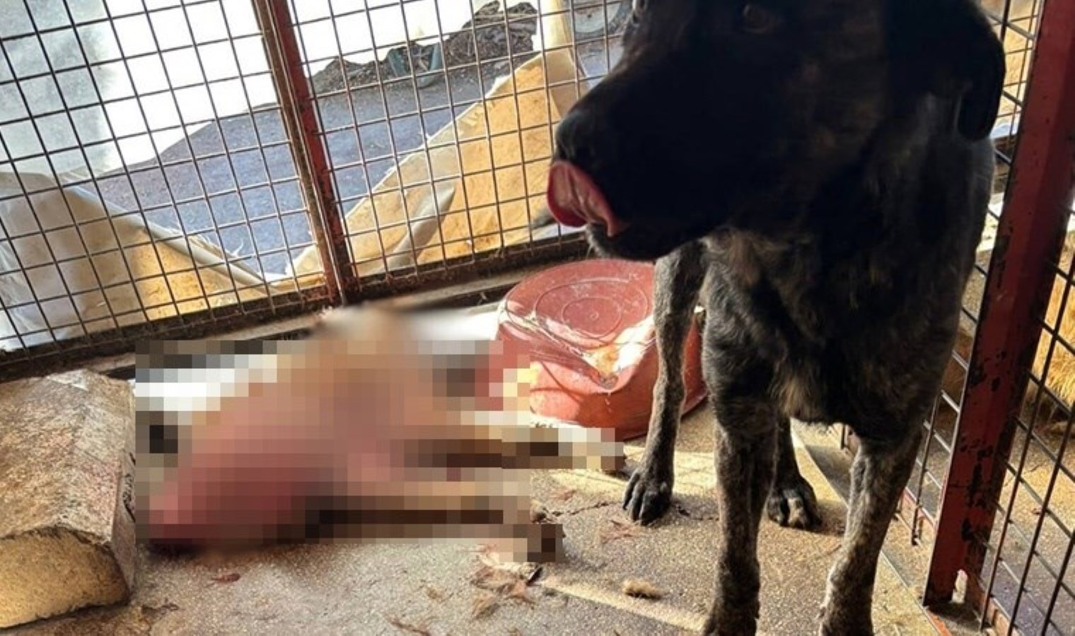 Mamak Barınağı’nda korkunç görüntüler! ‘Köpekler açlıktan birbirlerini yedi’ iddiası…