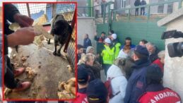 Mamak’ta barınak skandalı! Hayvanlar açlıktan birbirlerini parçaladı