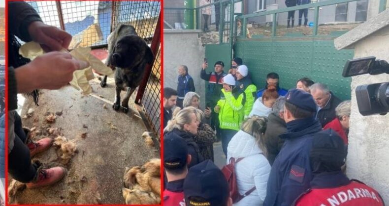 Mamak’ta barınak skandalı! Hayvanlar açlıktan birbirlerini parçaladı