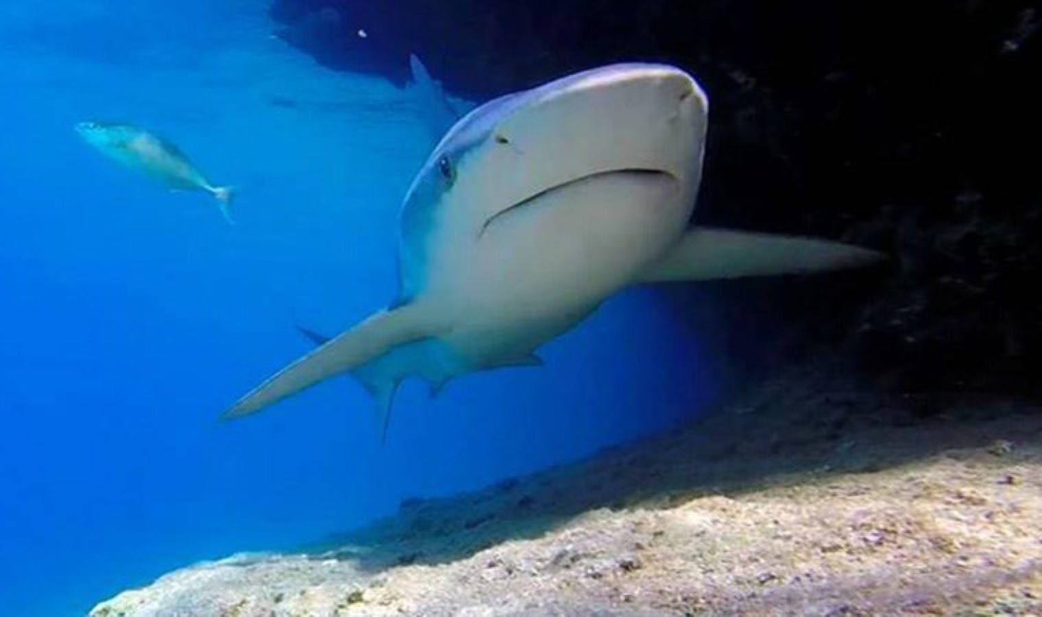 Mersin Körfezi’nde kum köpek balıkları görüntülendi: Koruma projesi başlatıldı