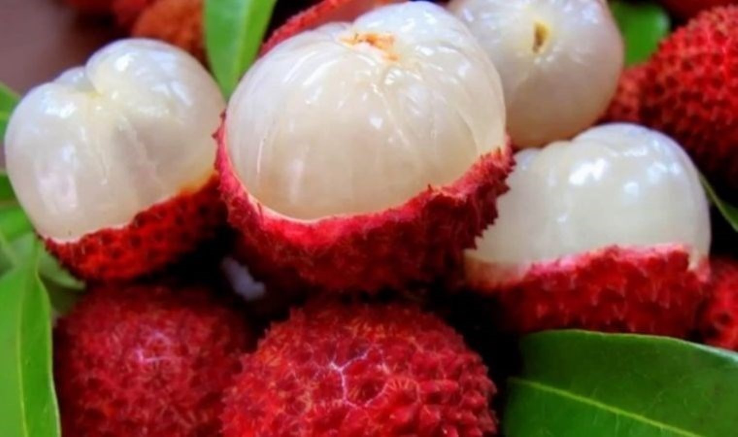 Mersin’de yetişiyor: Portakaldan 20 kat fazla C vitamini içeriyor