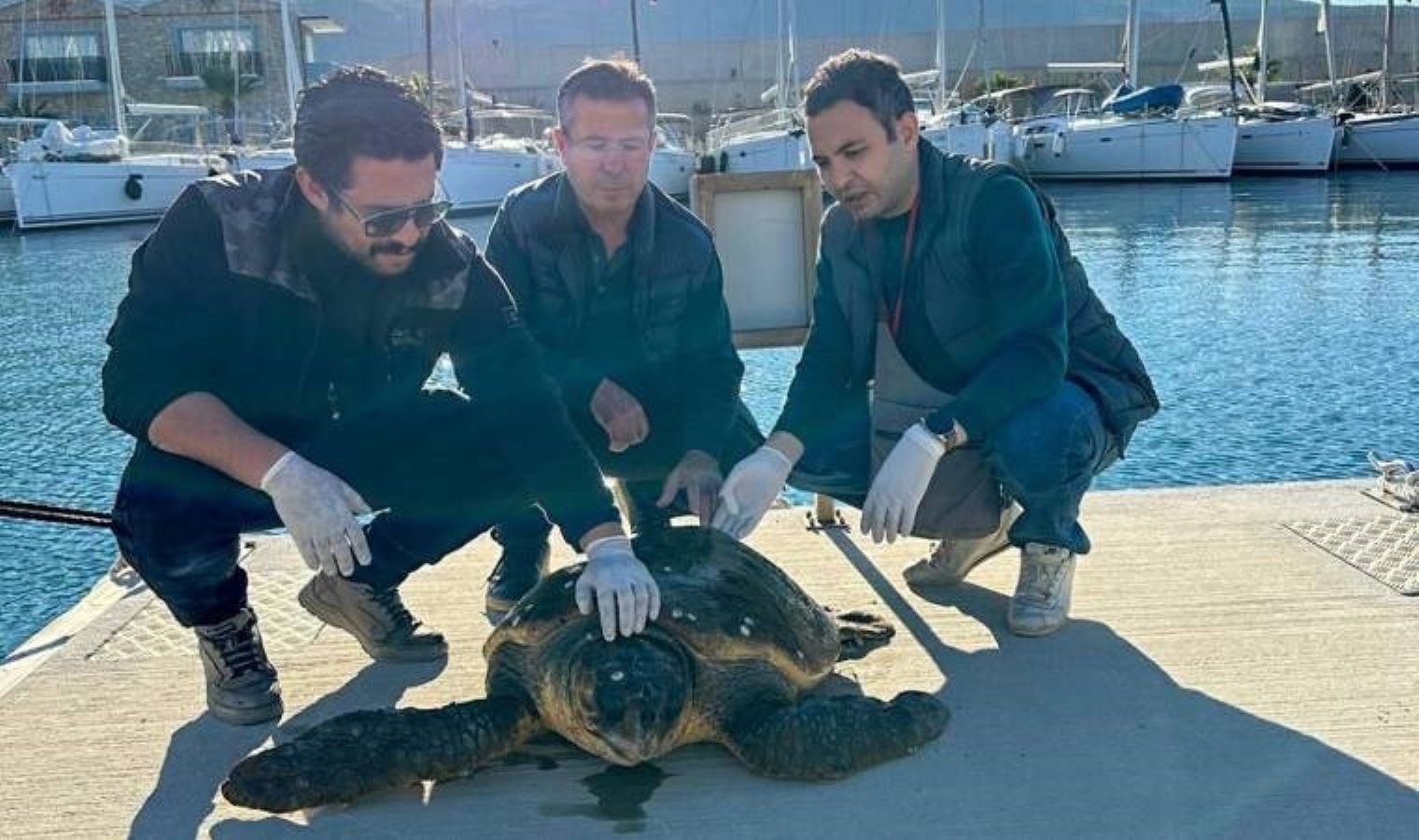 Muğla’da yaralı caretta caretta bulundu: Tedaviye alındı