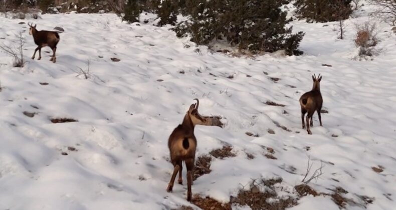 Munzur Dağları’nda çengel boynuzlu dağ keçileri görüntülendi