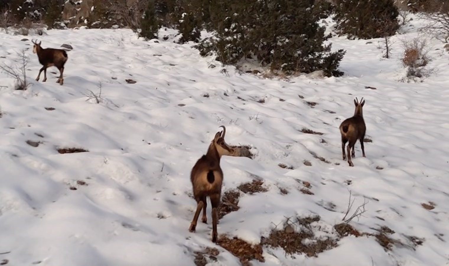 Munzur Dağları’nda çengel boynuzlu dağ keçileri görüntülendi