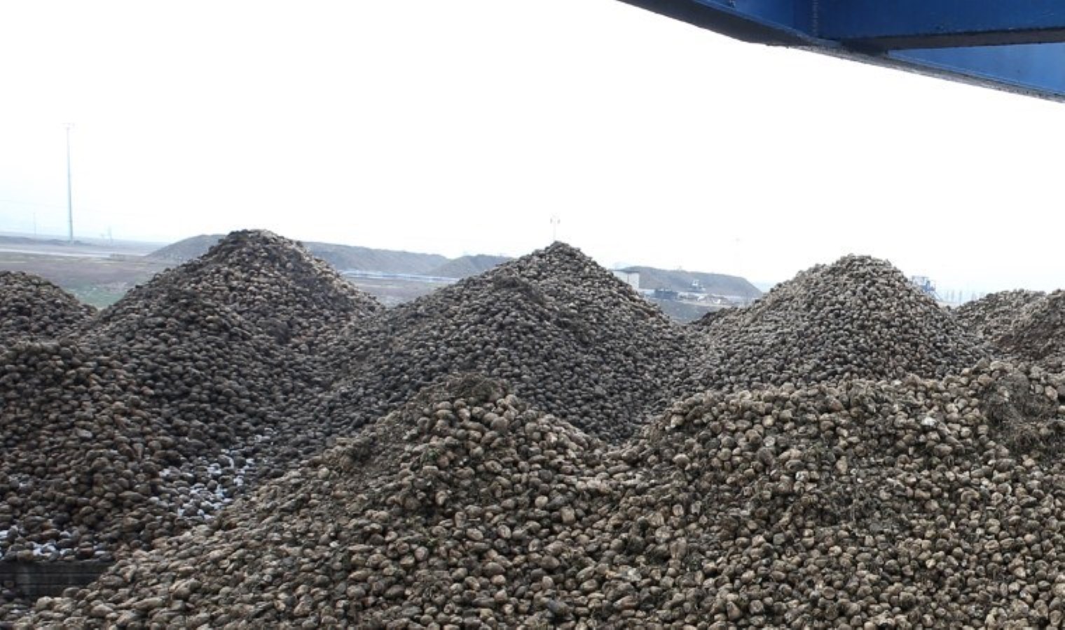 Muş’ta rekor alım: Hedef 56 bin ton…