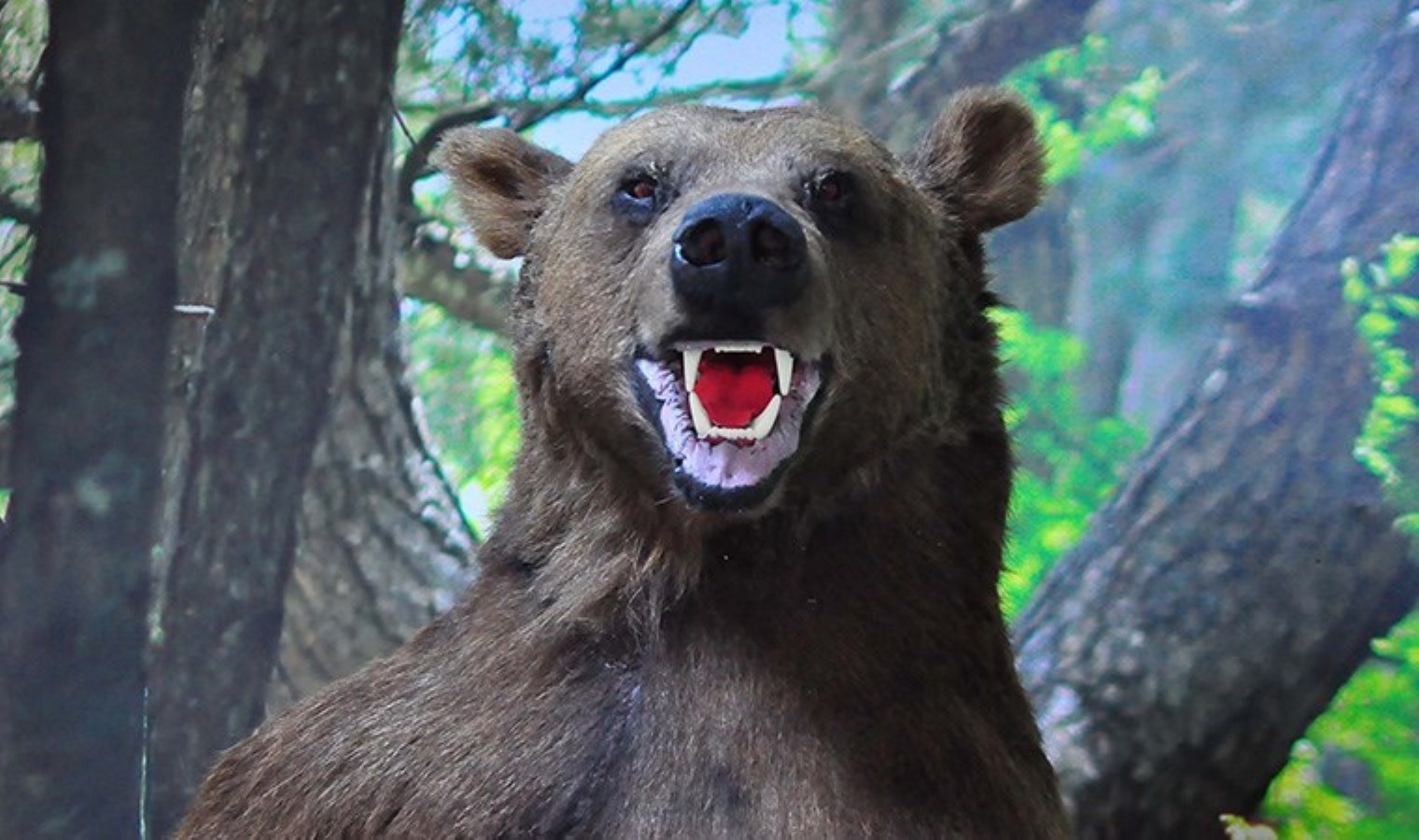 Nesli tükenme tehlikesi altındaki hayvanlar tahnit edilip, Spil Dağı’nda sergileniyor