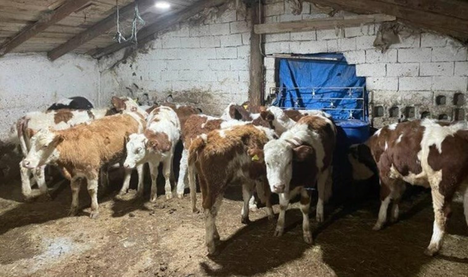 Parasını alamadı… Kayseri’de ‘büyükbaş’ dolandırıcılığı: 4 gözaltı