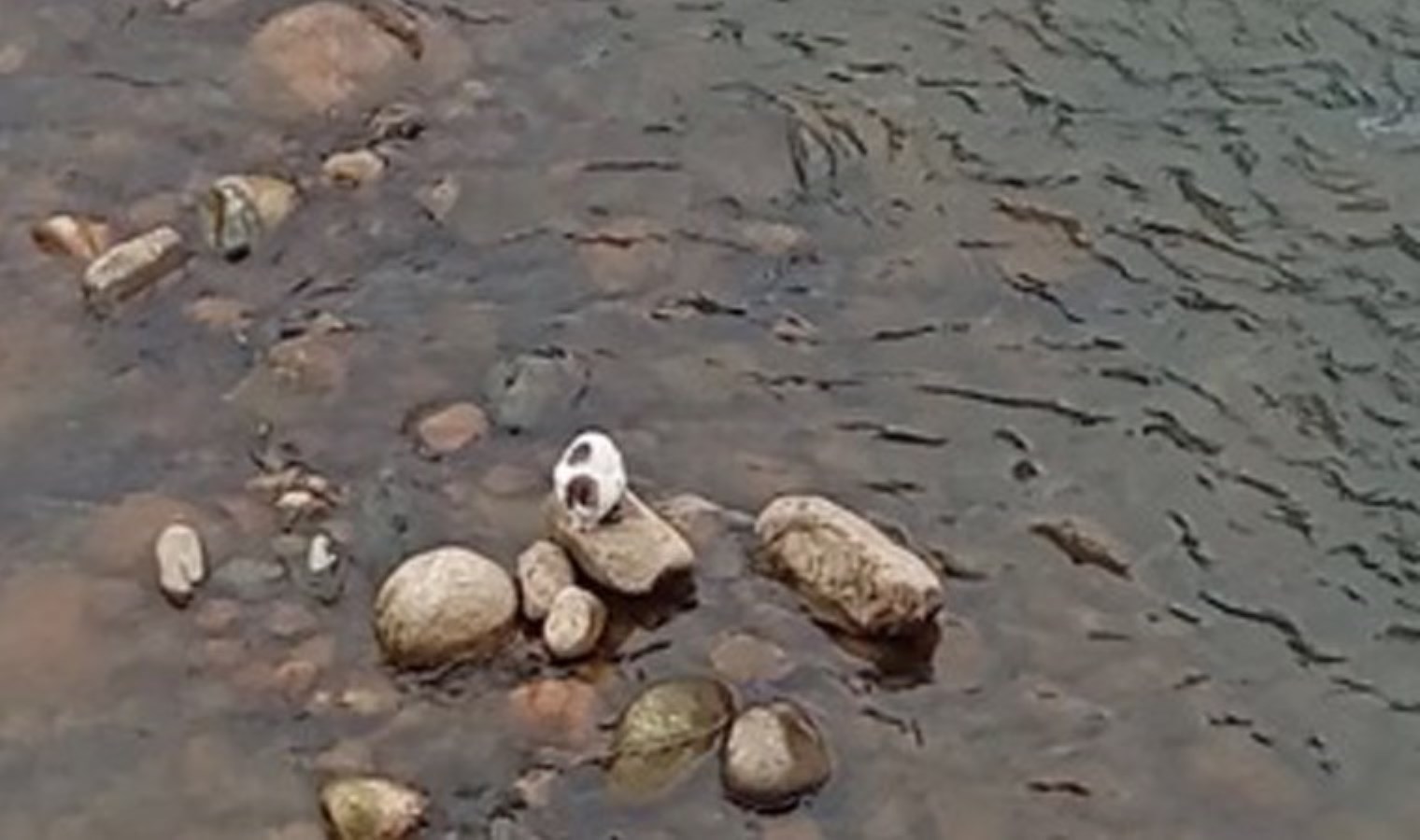 Rize’de yürekleri ısıtan görüntü: Derede mahsur kalan kedi, balıkçı kepçesiyle kurtarıldı