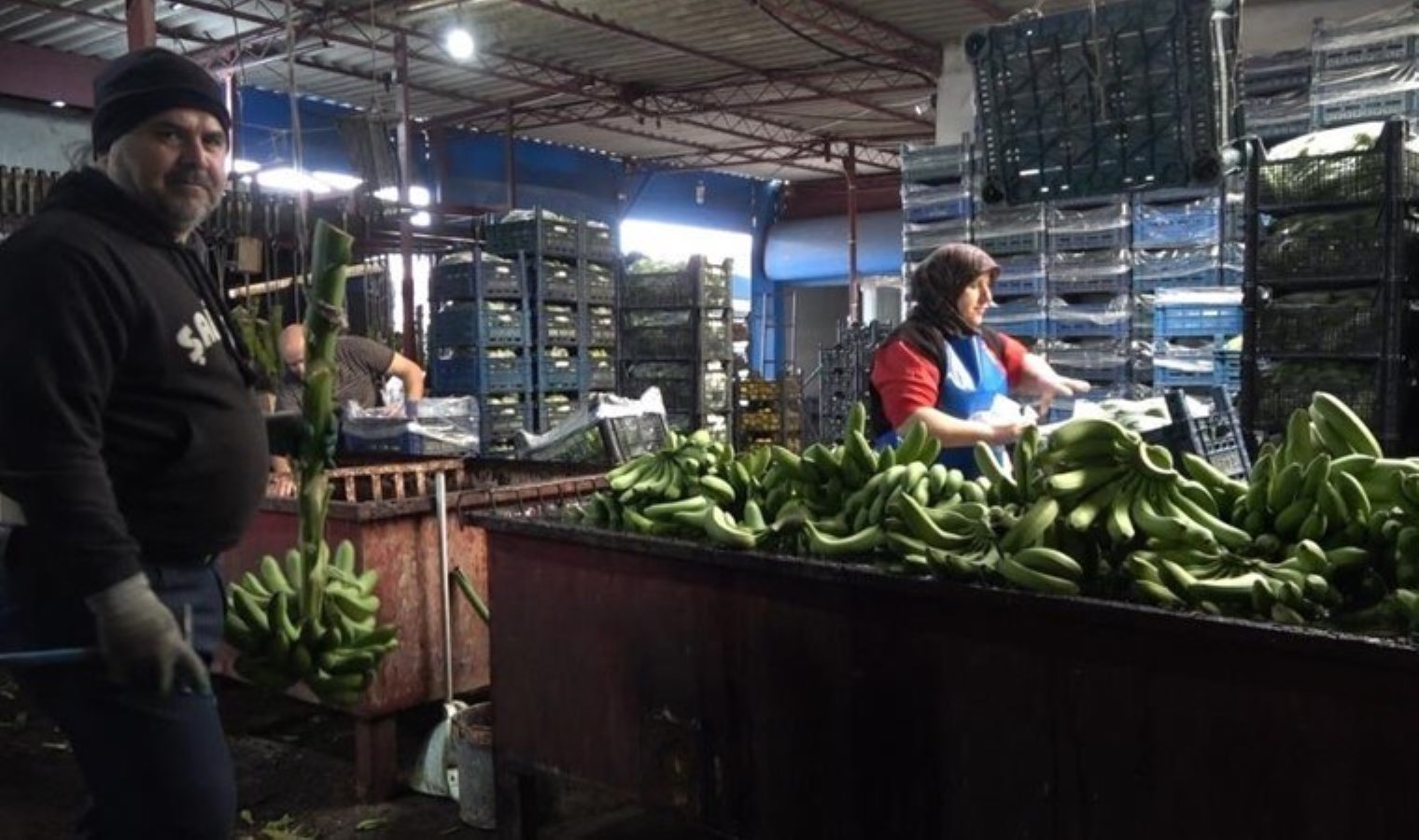 Sabahın ilk ışıkları ile toplanıyor! Tüccara 35 TL’ye satılıyor…