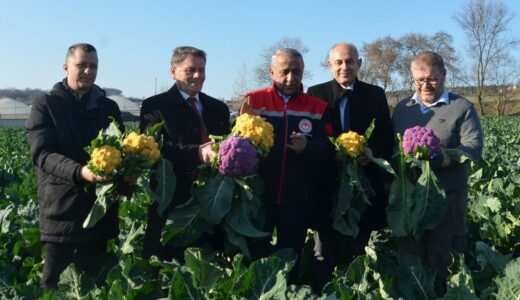 Samsun’da rengarenk karnabaharların hasadı yapıldı