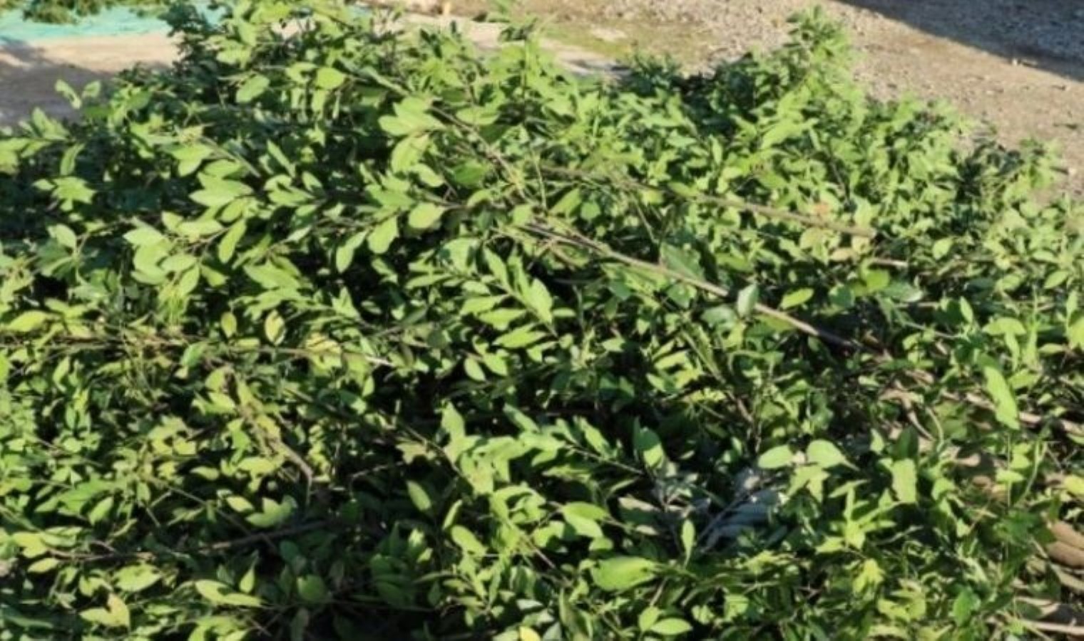 Samsun’un önemli gelir kaynağı: Kilosu 35 TL