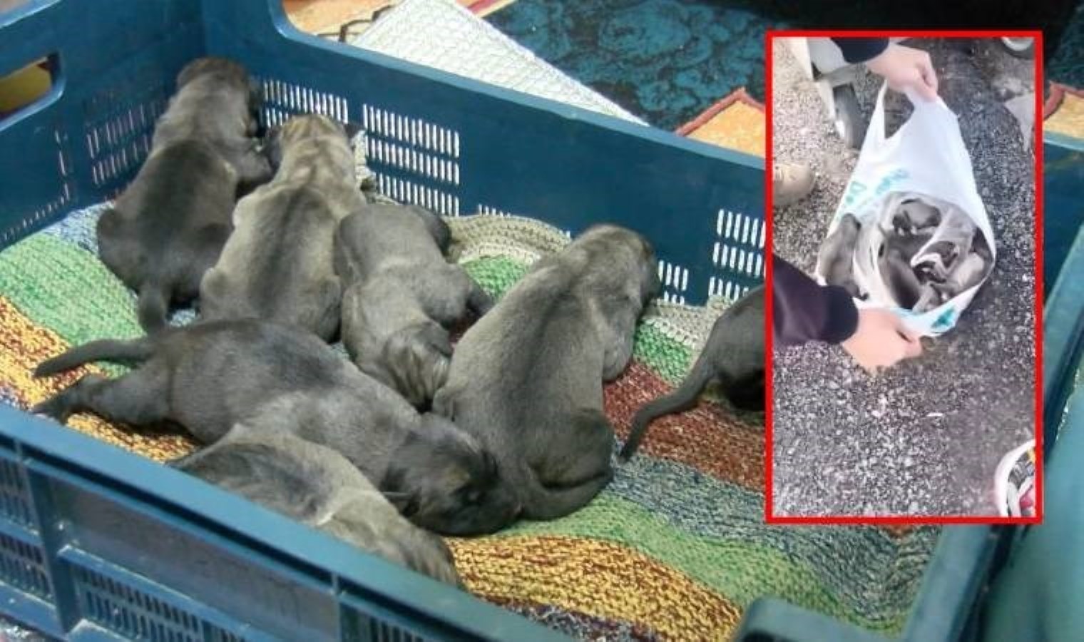 Sancaktepe’de hayvan vahşeti! Çöp poşetine bağlanmış 11 yavru köpek bulundu