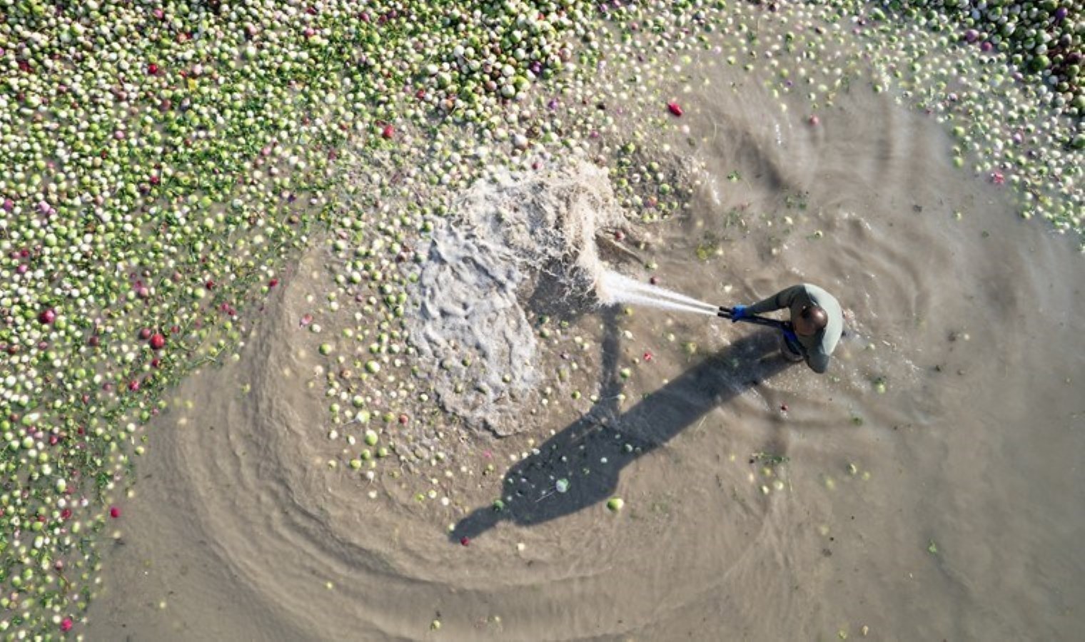 Savrun Çayı’nda hasat telaşı başladı! 15 liradan alıcı buluyor…