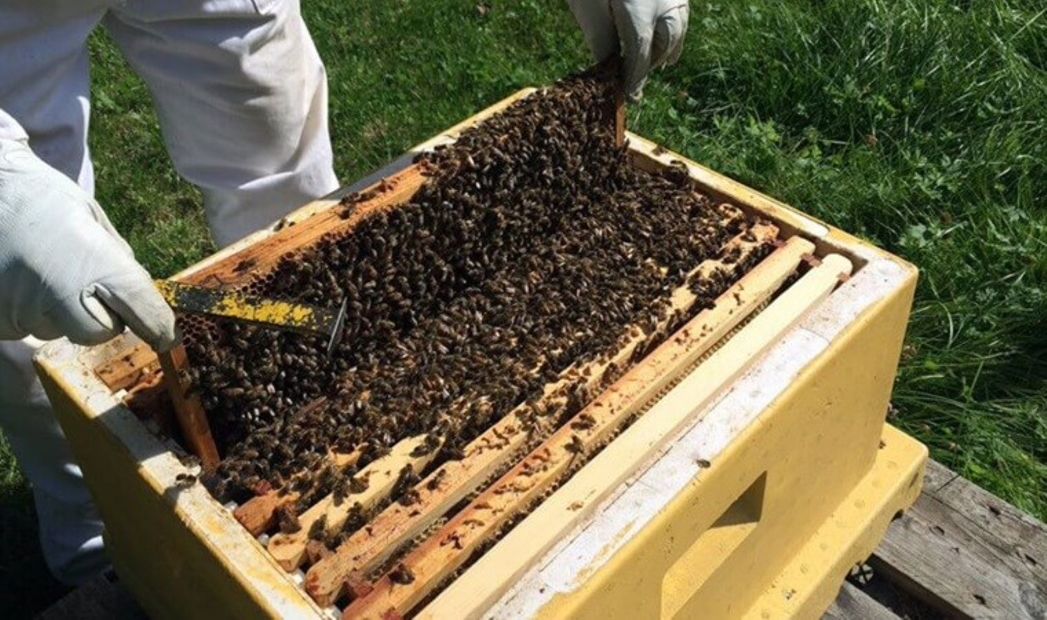 Şırnak’ta tonlarca üretilecek: 491 çitçiye 4,5 milyon liralık yardım yapılacak