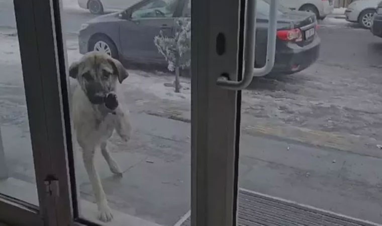 Soğuktan kaçan sokak hayvanları esnafa sığındı