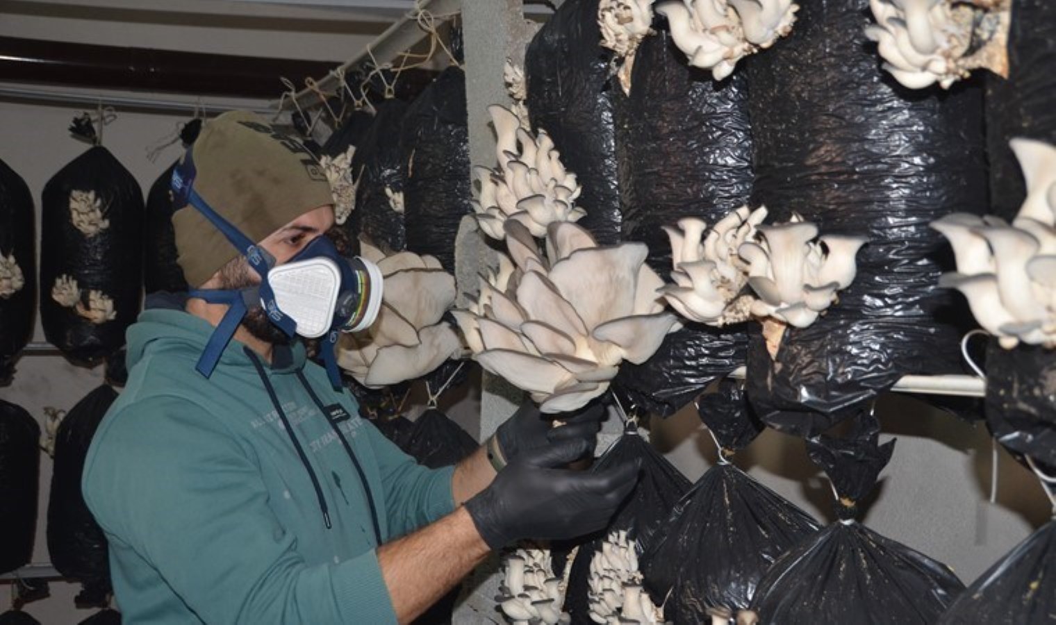 Sosyal medyadan görerek üretmeye başladı! Yılda 2 ton ürün…