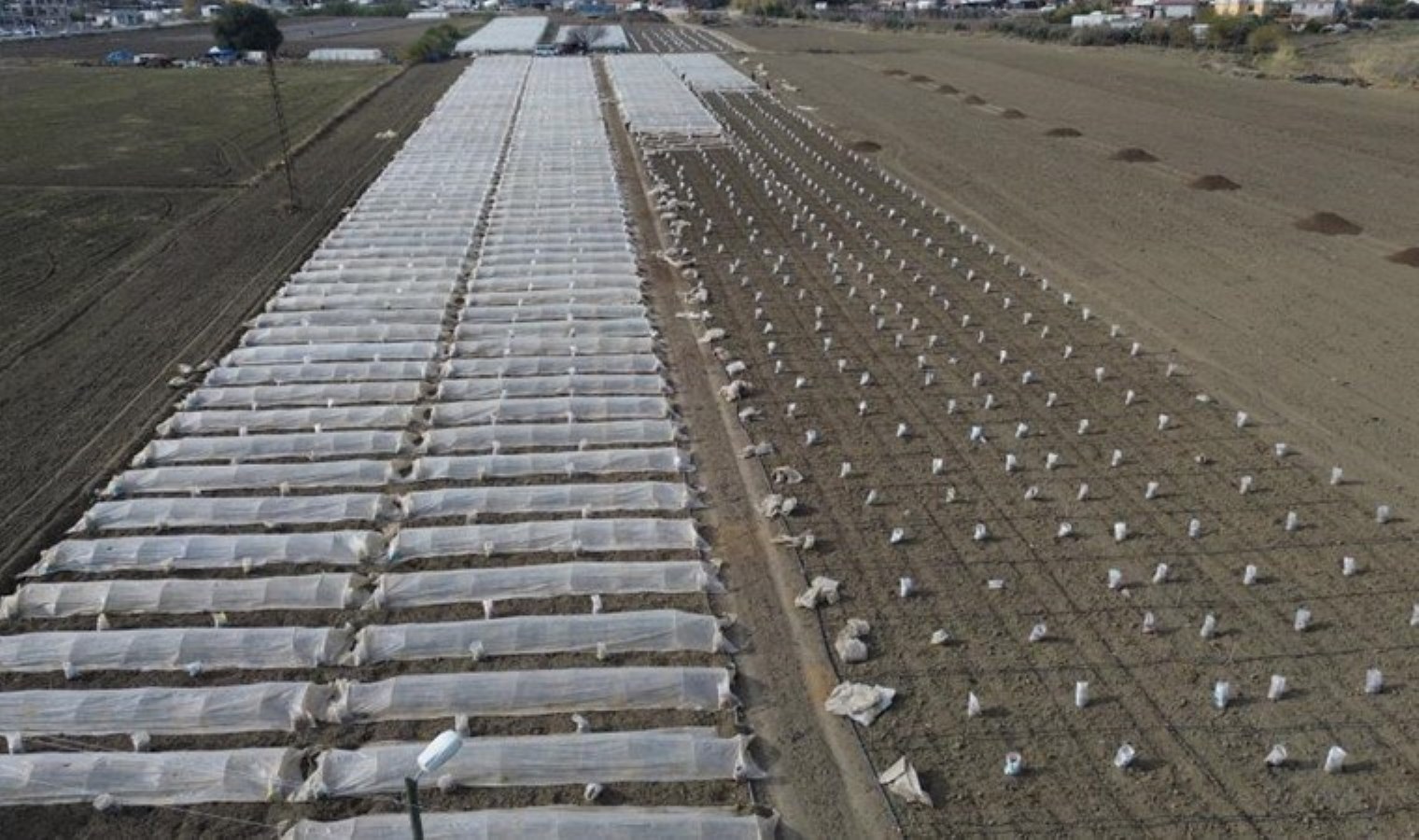 Tarlasını seraya çevirdi! Erkenci hasat için gün sayıyor: Kilosu 50 TL’den satılacak