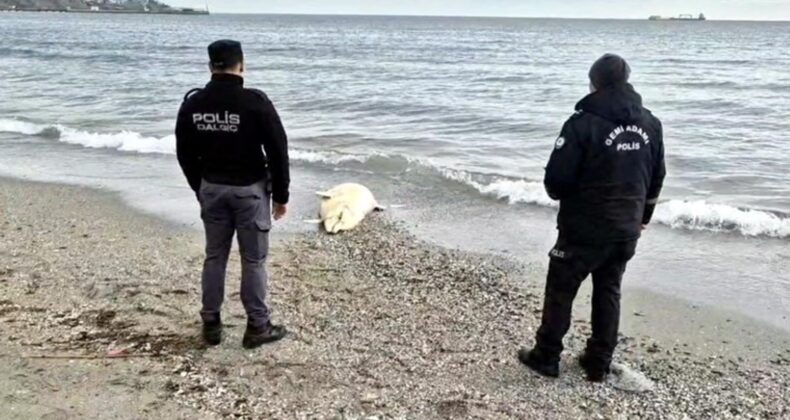 Tekirdağ’da denizde ölü yunus bulundu