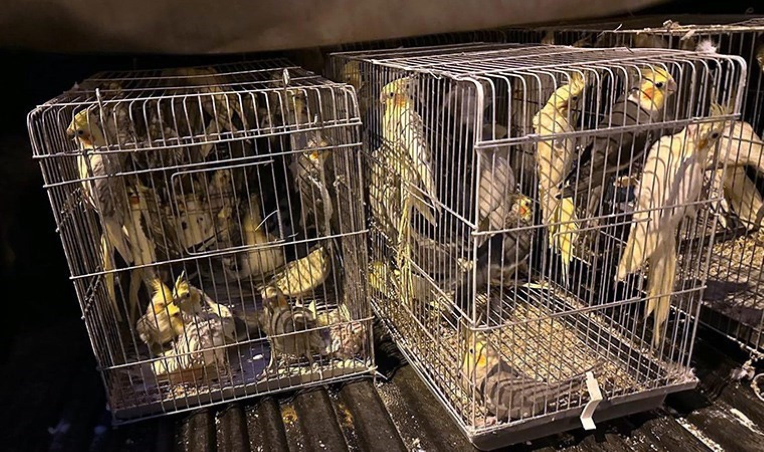 Tekirdağ’da ‘kaçakçılık’ operasyonu: 666 kuş ele geçirildi, çok sayıda gözaltı…