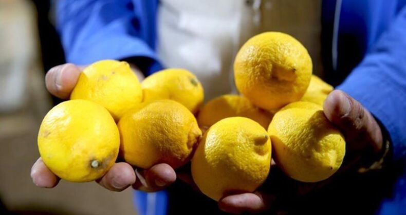 Türkiye’de ‘pestisitli limon’ krizi: Polonya alarm verdi, hepsi gümrükten geri döndü!