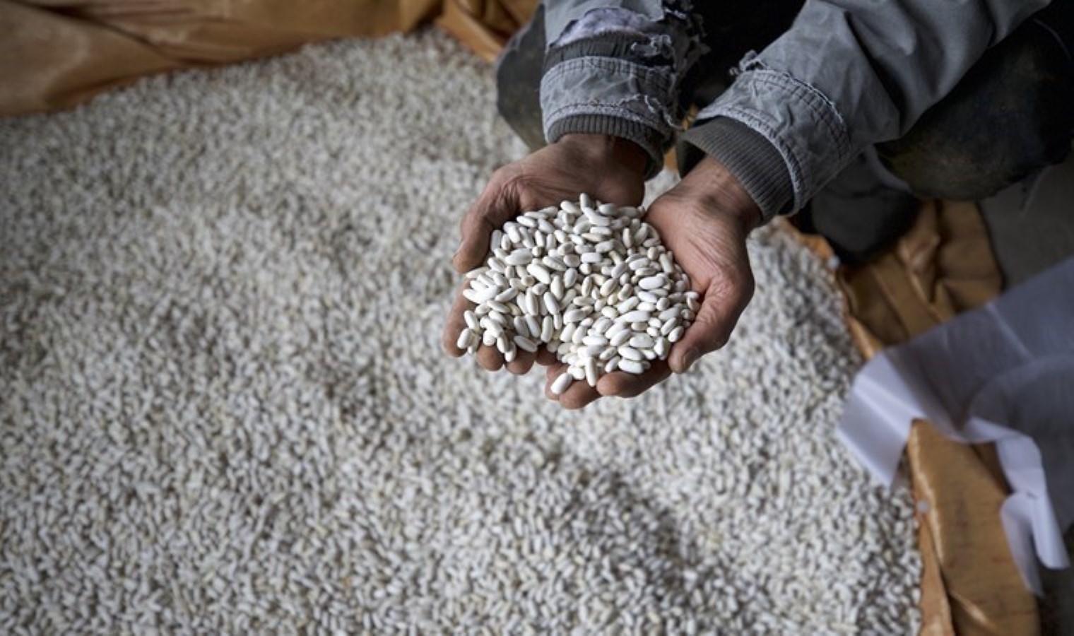 Üretimi her geçen yıl artıyor: Peri Suyu ile yetiştiriliyor…