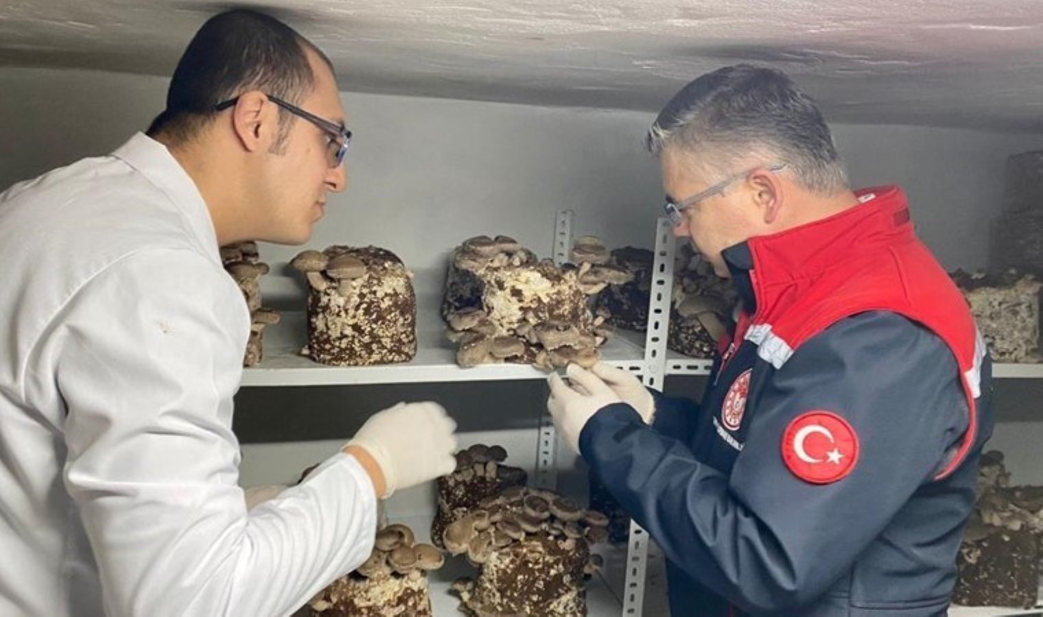 Uzakdoğu mutfağının vazgeçilmezi Balıkesir’de yetişiyor: Sağlık ve lezzet  kaynağı…