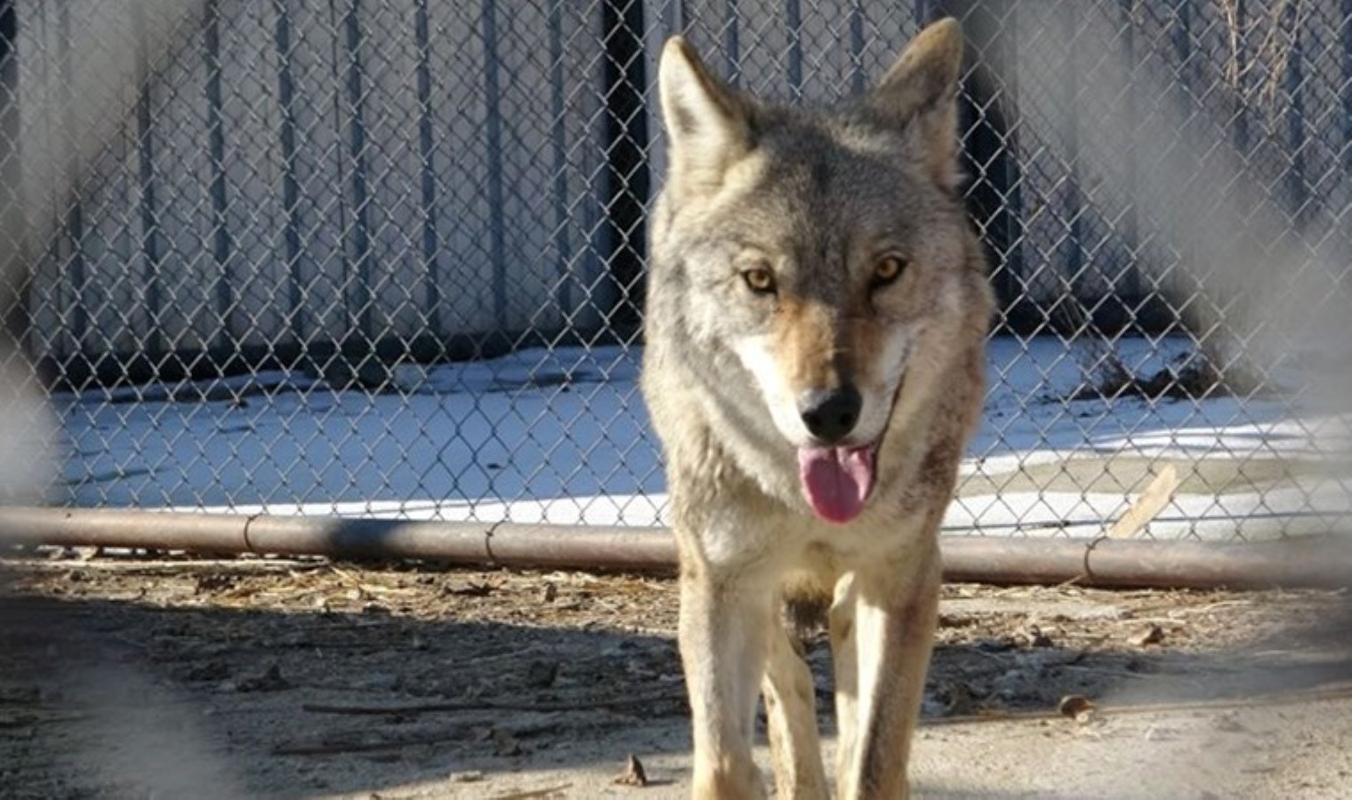 Van’da tedavi edilen yaralı kurt doğaya bırakılacak