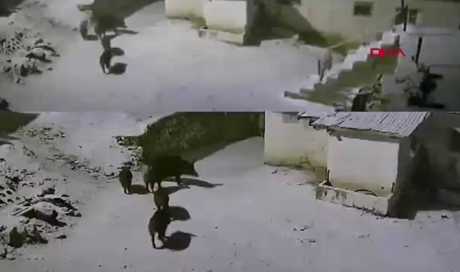Yaban domuzları köye indi: O anlar kamerada