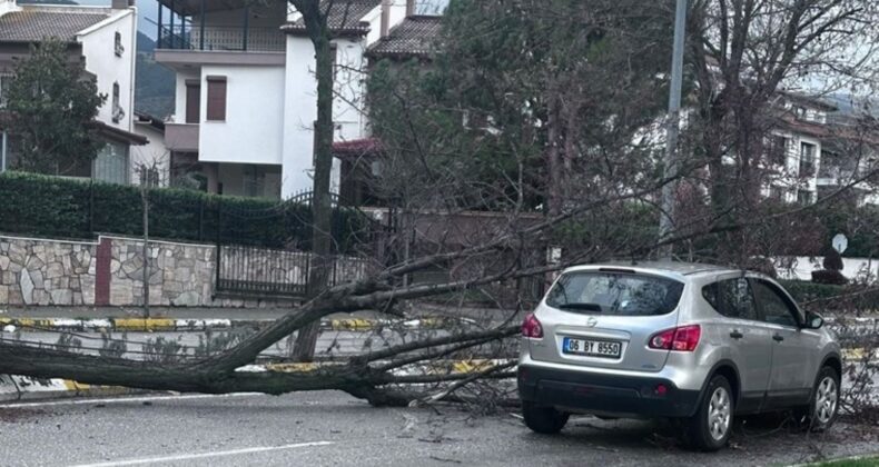 Yaşlı adam ağaçtan düştü: Hayatını kaybetti!