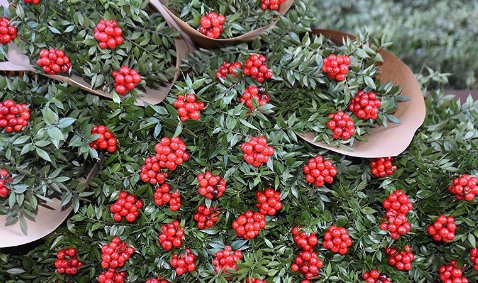 Yılbaşına günler kala ‘kokina’ya yoğun talep: Fiyatı her yıl artıyor
