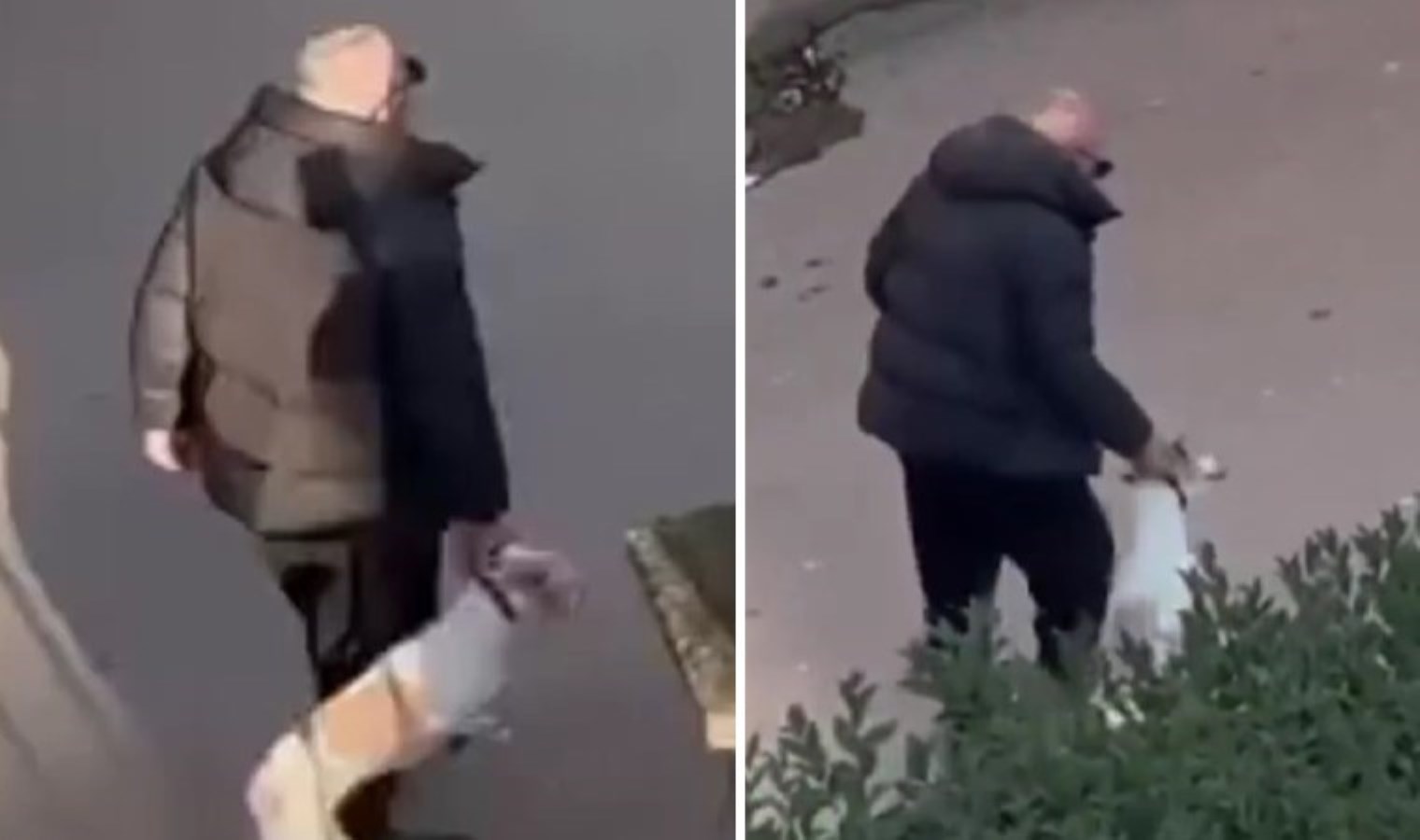 19 suç kaydı çıktı: Pendik’te köpeğe eziyet eden erkek serbest bırakıldı