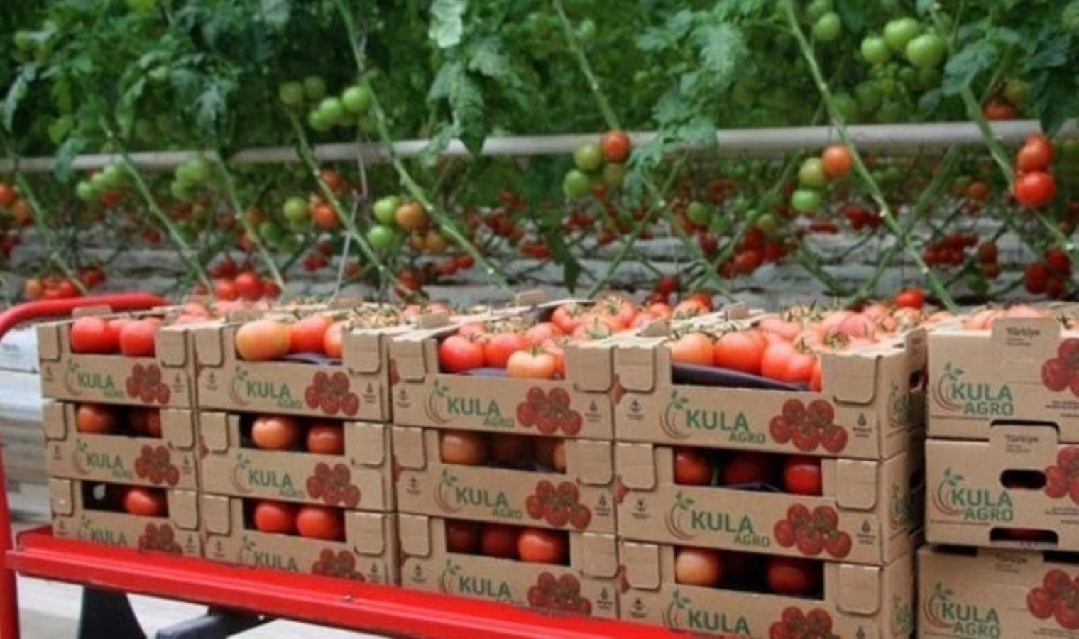 2025’in ilk hasadı Manisa’da yapıldı: Jeotermal serada yoğun mesai