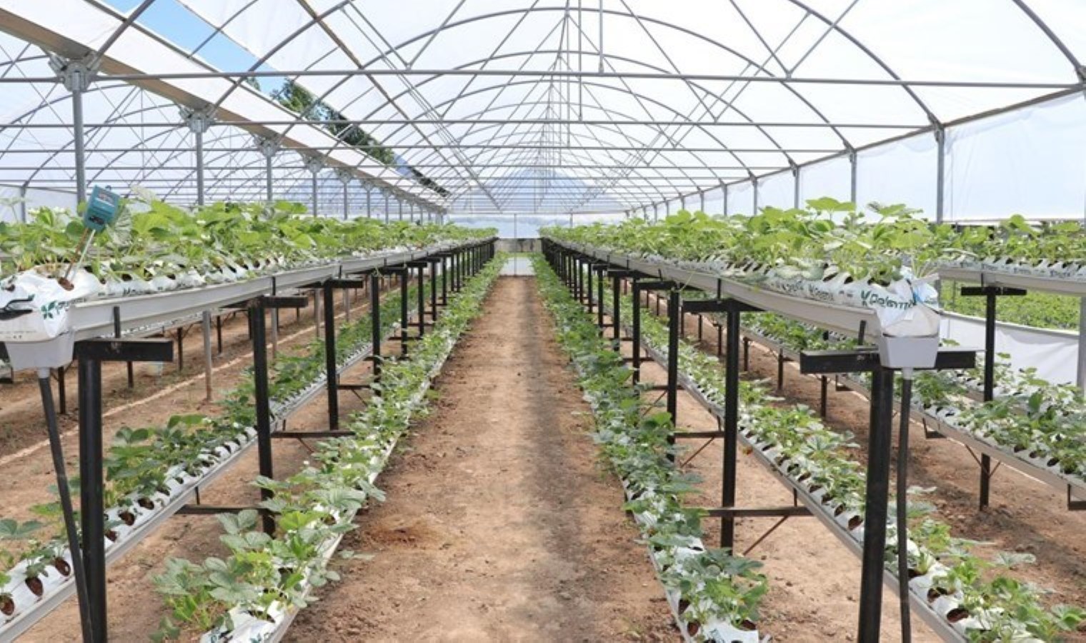 40 yıllık memuriyeti bırakıp üretime başladı: 8 dönümde ‘kırmızı elmas’ yetiştiriyor