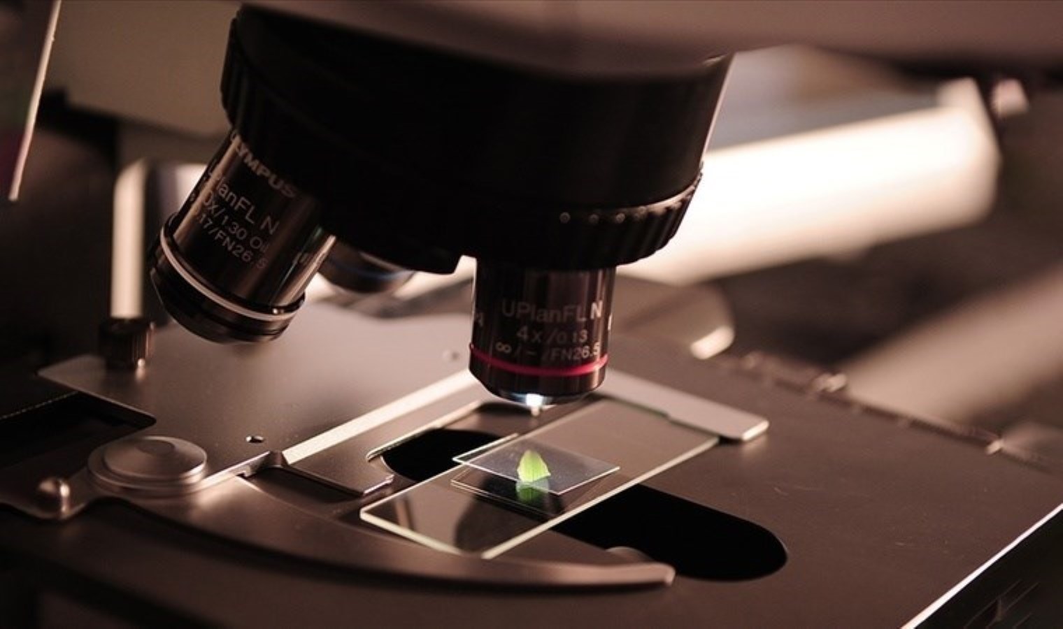 ABD, biyomedikal araştırma fonlarında kesintiye gitti