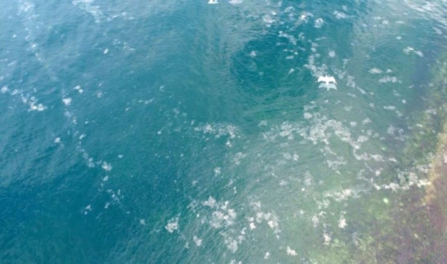 Adalar’daki müsilaj tehdidi böyle görüntülendi