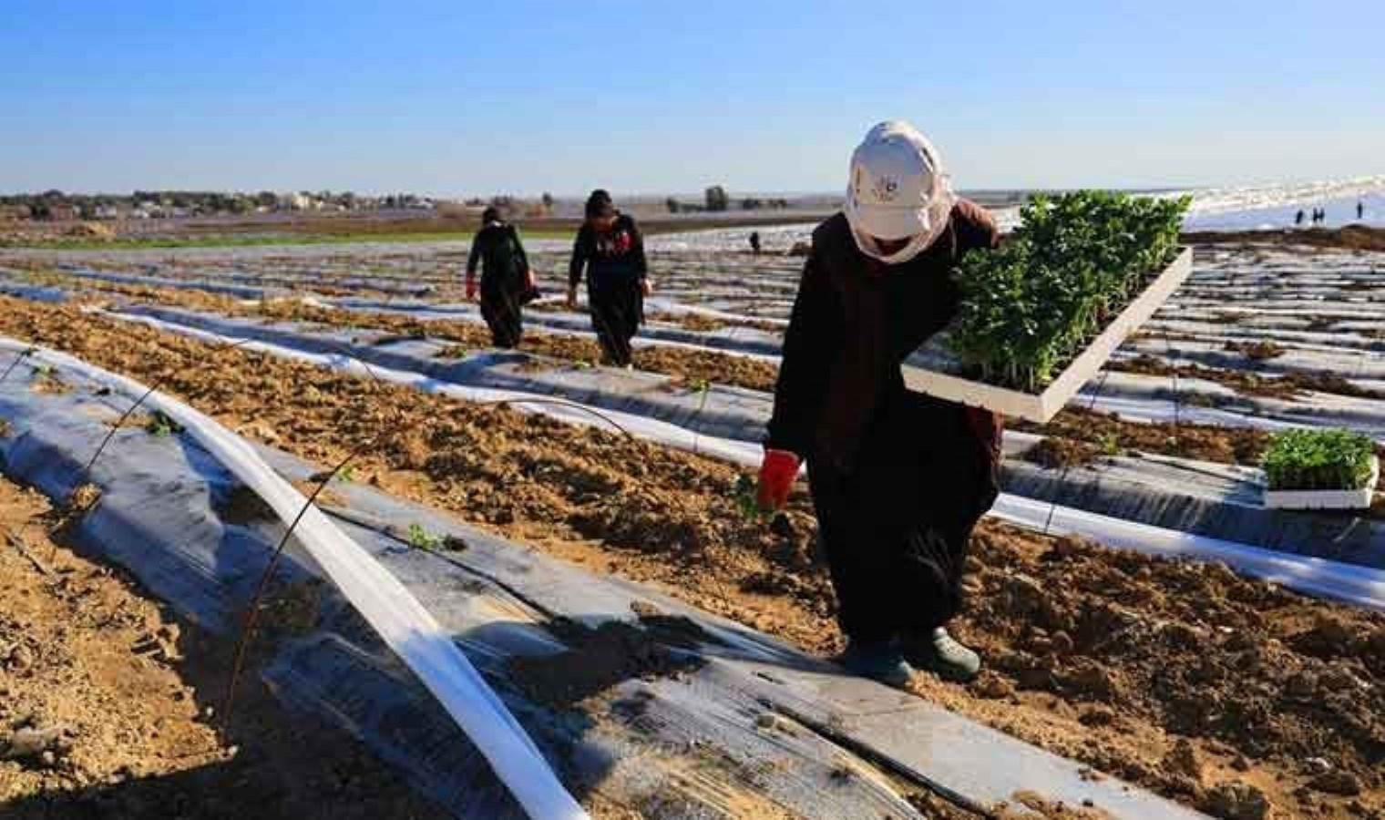 Adana’da fideler toprakla buluştu! Nisan ayında hasat edilecekler: Bir dönüm maliyeti 30 bin lira…
