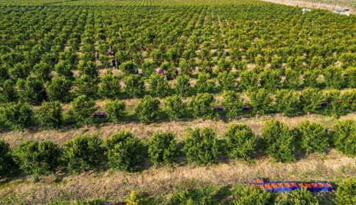 Adana’da hasat devam ediyor: Dalında satıldı! Kilosu 18 TL…