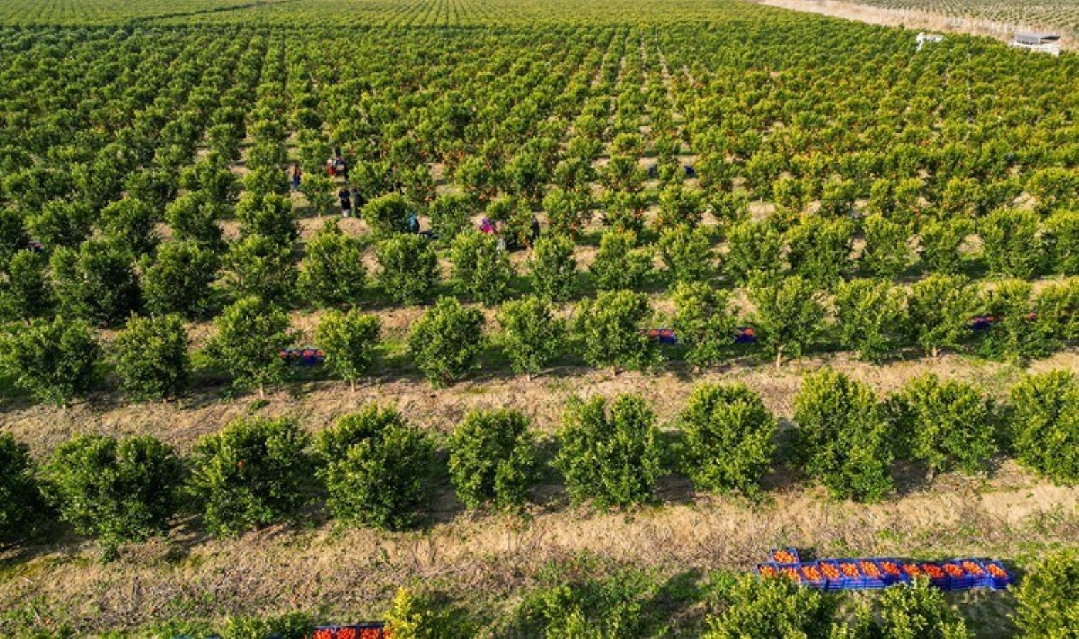 Adana’da hasat devam ediyor: Dalında satıldı! Kilosu 18 TL…