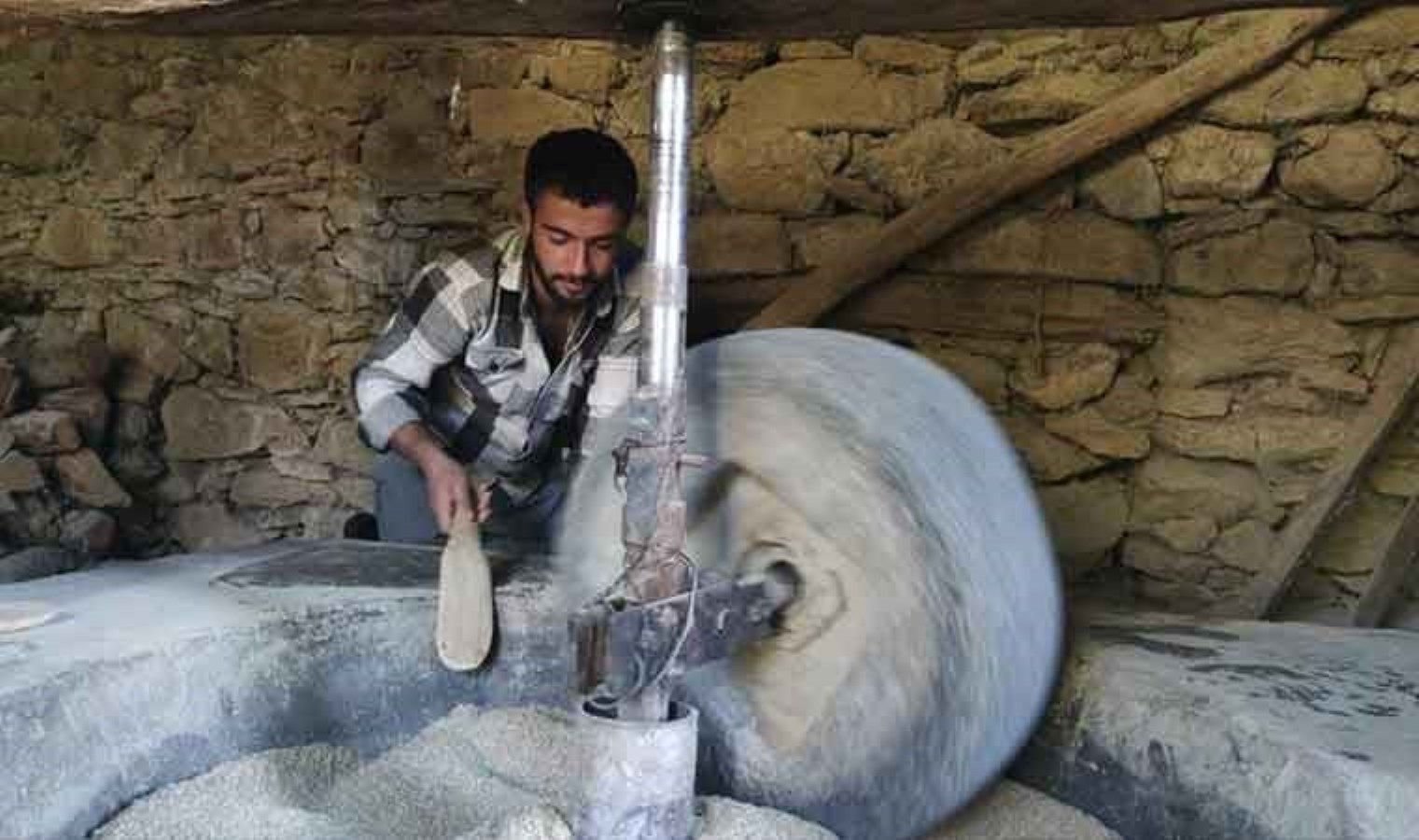 Ağustos ayında hasat edilmişlerdi! 150 yıllık değirmenlerde öğütülmeye başladı…