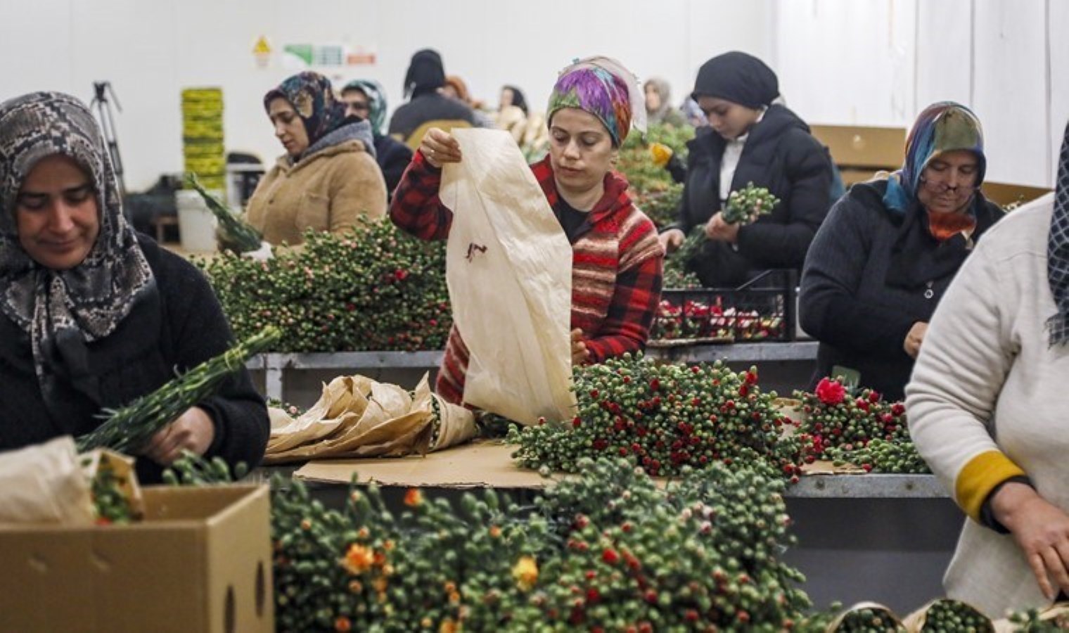 Antalya’da yetişiyor, Avrupa’ya gönderiliyor: 10 milyon dolar değerinde…