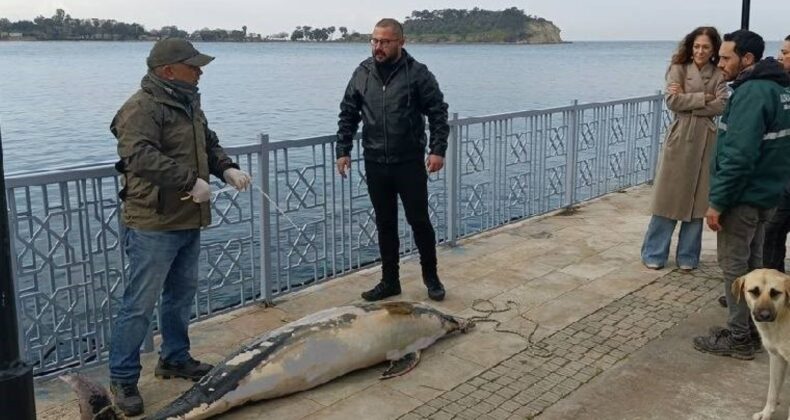 Aydın’da 2 metrelik ölü yunus kayalıklara vurdu!