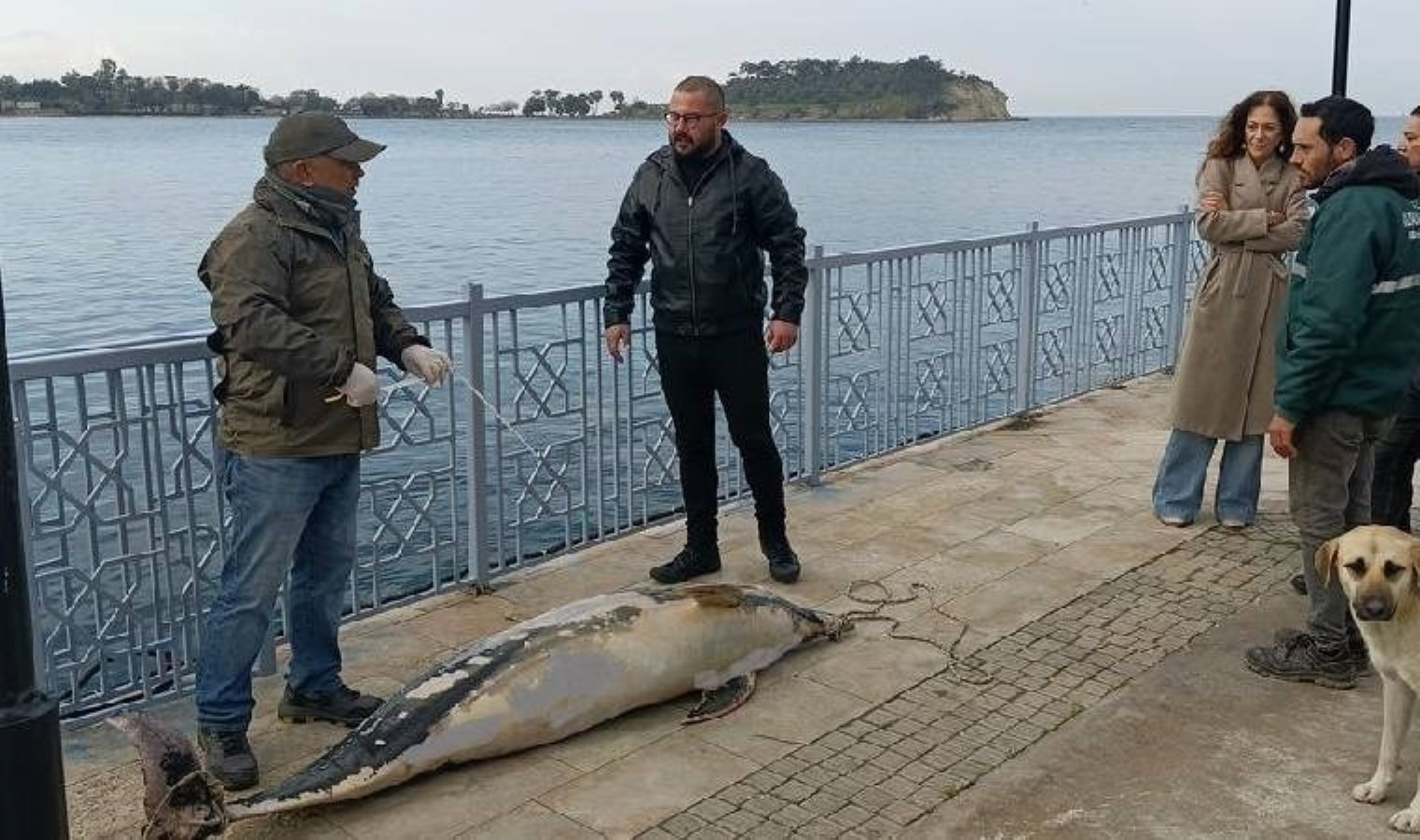 Aydın’da 2 metrelik ölü yunus kayalıklara vurdu!