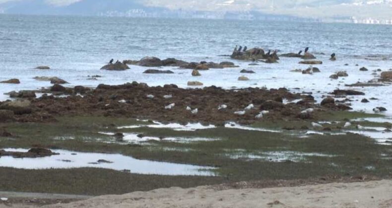 Balıkesir’de deniz çekildi: 2 bin 500 yıllık antik liman ortaya çıktı