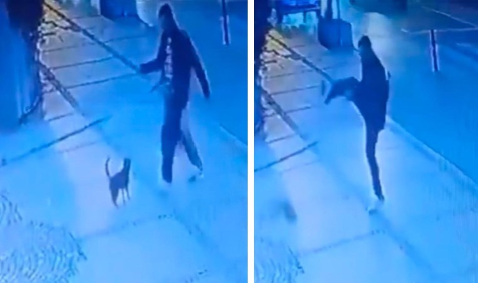 Beşiktaş’ta bir erkek yolda yürürken kediye tekme attı!