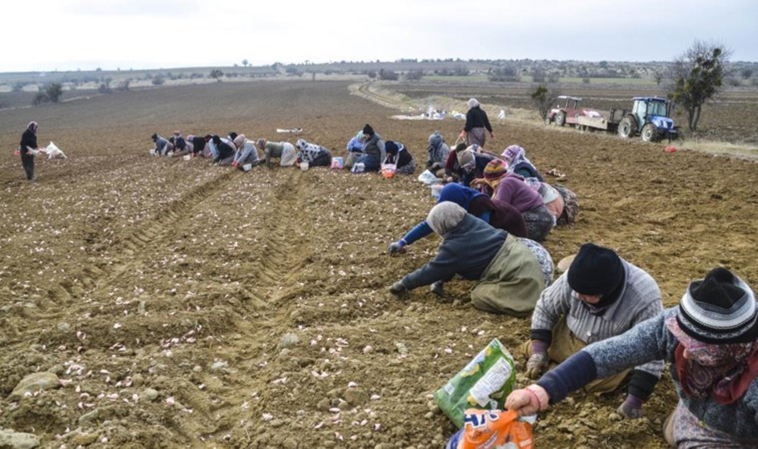 ‘Beyaz altın’ toprakla buluştu! 4 bin ailenin geçim kaynağı: Hasat temmuz ayında…