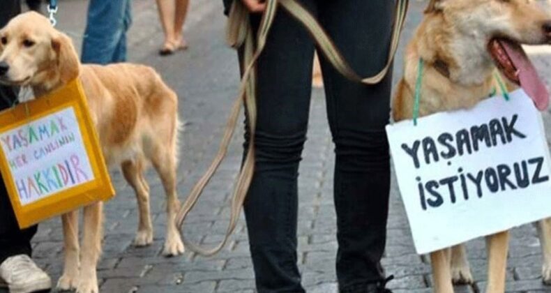 Bodrum’da vahşet: Zehirlendiği ileri sürülen 4 köpek hayatını kaybetti